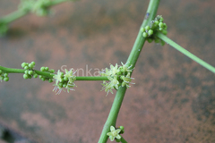 Semecarpus anacardium